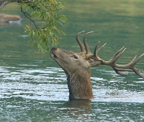 Jeleń, Drzewo, Jezioro, Poroże