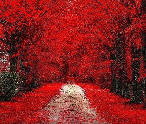 Aleja, Park, Jesień