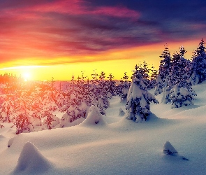 Zima, Świerki, Drzewa, Zachód Słońca, Śnieg