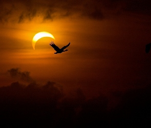 Zachód słońca, Ptak
