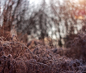 Rośliny, Bokeh, Zmarznięte