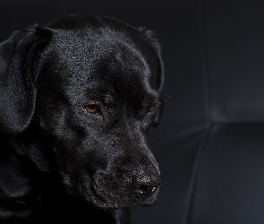 Piesek, Labrador Retriever, Czarny