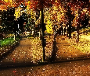 Jesień, Drzewa, Dróżki, Alejki, Park
