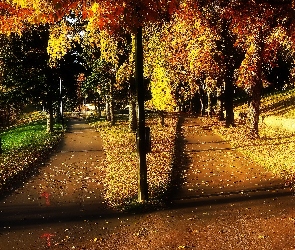 Park, Drzewa, Alejki, Dróżki, Jesień