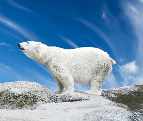 Niedźwiedź, Polarny