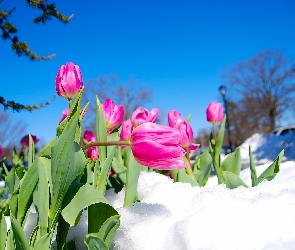 Tulipany, Śnieg, Różowe