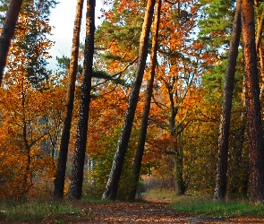 Jesień, Sosny, Las, Ścieżka
