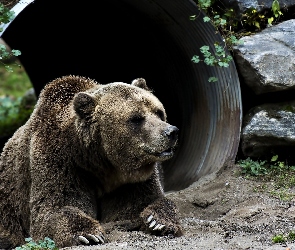 ZOO, Niedźwiedź