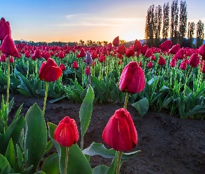 Plantacja, Drzewa, Tulipany