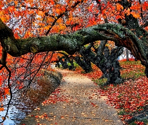 Jesień, Woda, Park