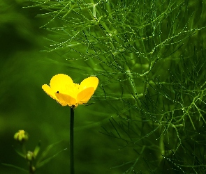 Kaczeniec, Roślinka, Kwiat