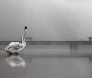 Łabędź, Pomost, Ptak, Biały