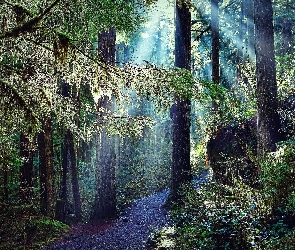 Las, Ścieżka, Droga