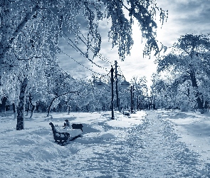 Śnieg, Ławki, Drzewa, Park, Zima
