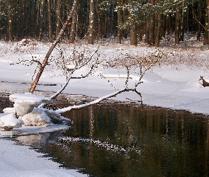 Rzeka, Drzewa, Zima, Śnieg