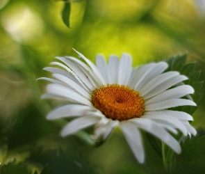 Margerytka, Kwiat, Biały