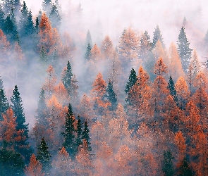 Jesień, Mgła, Las