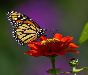 Motyl, Cynia, Kwiatek, Monarcha