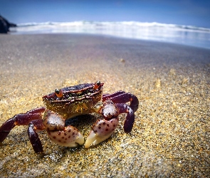 Plaża, Morze, Krab