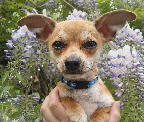 Chihuahua, Kwiatki, Obroża