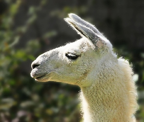 Lama