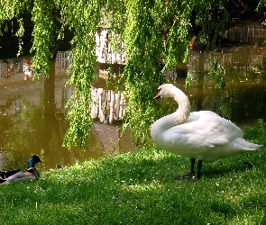 Łabędź, Jeziorko, Kaczor