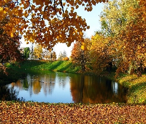 Kaczki, Staw, Jesień, Park