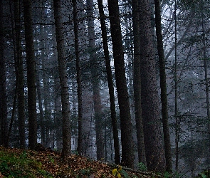 Ciemne, Drzewa, Las