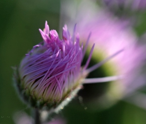 Aster, Fioletowy, Pąk