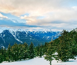 Las, Świerki, Drzewa, Góry, Zima