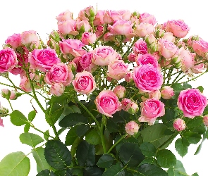 Bukiet, Kwitnące, Róże, Różowe, Kwiaty