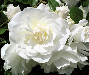 Róża, Kwitnący, Kwiat, Biała
