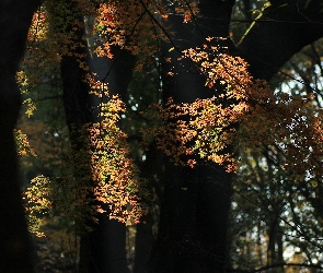 Liście, Światło, Drzewa