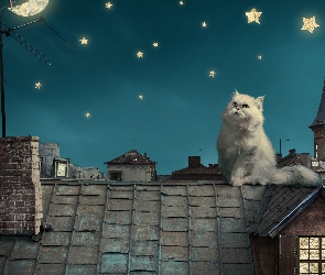 Kot perski, Gwiazdy, Noc