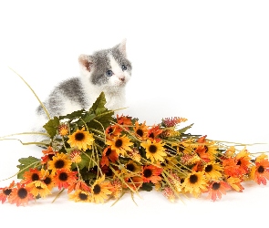 Kot, Kwiaty