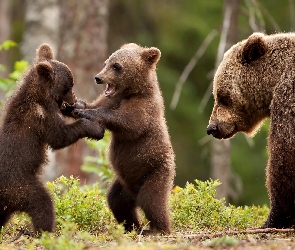 Brunatne, Niedźwiedzie