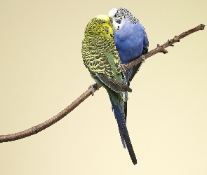 Dwie, Papugi Faliste