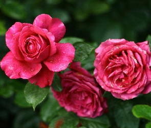 Rozowe, Roze