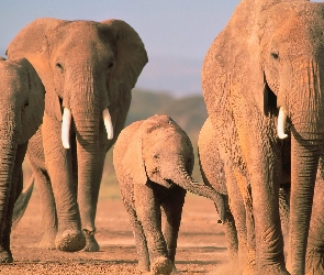 słonie, słoniątko, kły