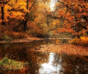 Las, Rzeka, Jesień