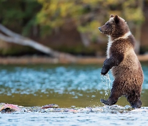 Niedźwiedź, Rzeka, Grizzly