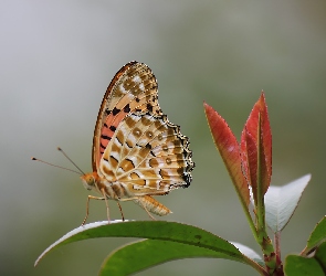 Motylek, Liście, Motyl