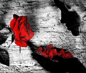 Dziewczyna, Płatki, Róża, Czerwona, Grafika
