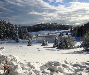 Zima, Świerki, Chmury, Las