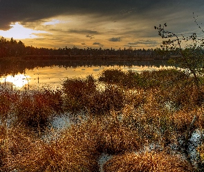 Trawy, Krzewy, Zachód Słońca, Staw
