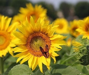 Kwiaty, Motyl, Sloneczniki