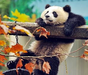 Panda, Liście