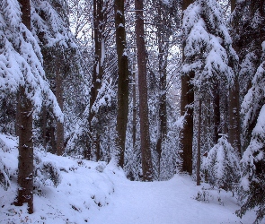 Las, Śnieg, Zima
