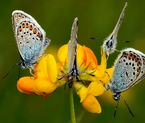 Kwiatek, Żółty, Motyle, Modraszki