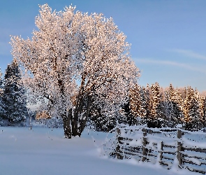 Zima, Ogrodzenie, Las, Drzewa, Śnieg